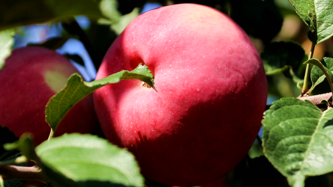 "果"然有你!太石镇上咀村早熟苹果丰收啦