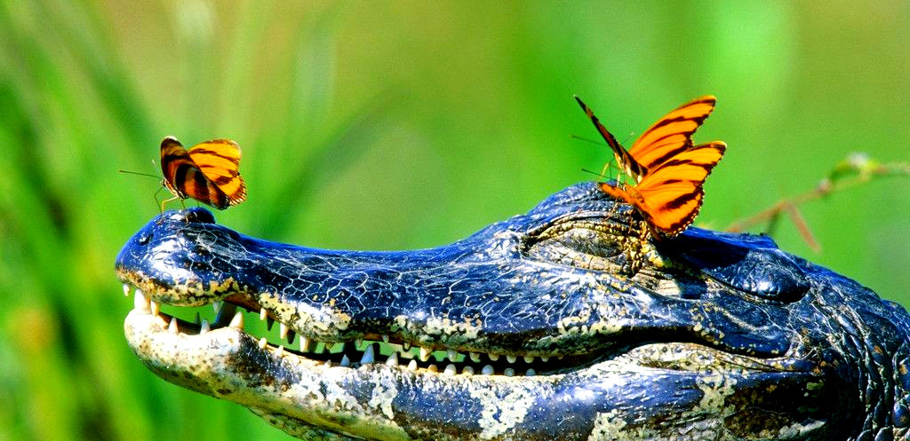 鳄鱼与牙签鸟的共生奥秘,自然界的生存智慧