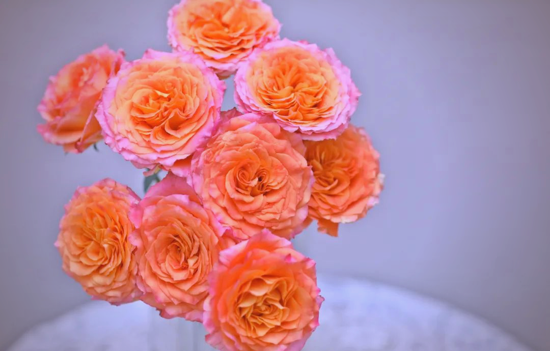 火灵鸟玫瑰:暖色系家居花材,深浅橘粉色带来治愈感