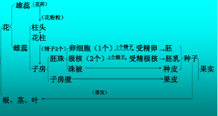 被子植物的六大器官是什麼