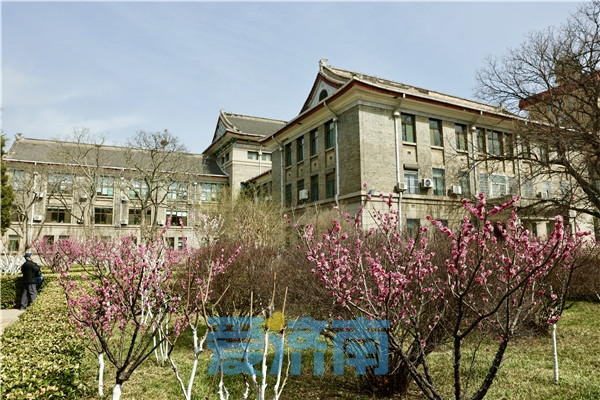 山师校园里的春天