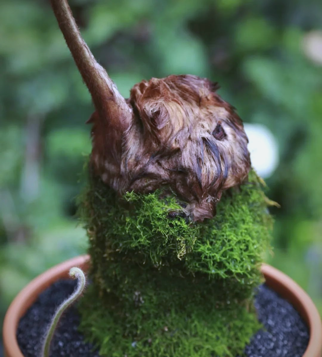 金丝猴蕨养护全攻略:探索美,自然与生命的和谐之旅