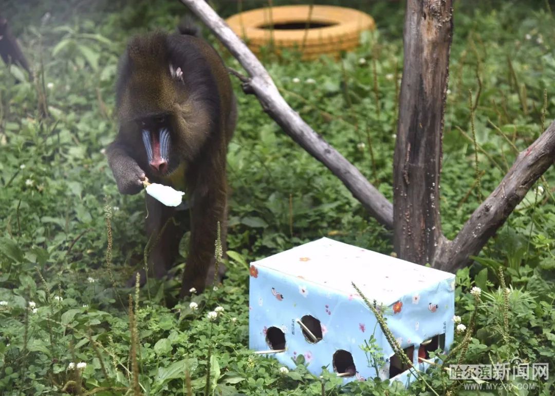 夏日一起吃西瓜|北方森林動物園