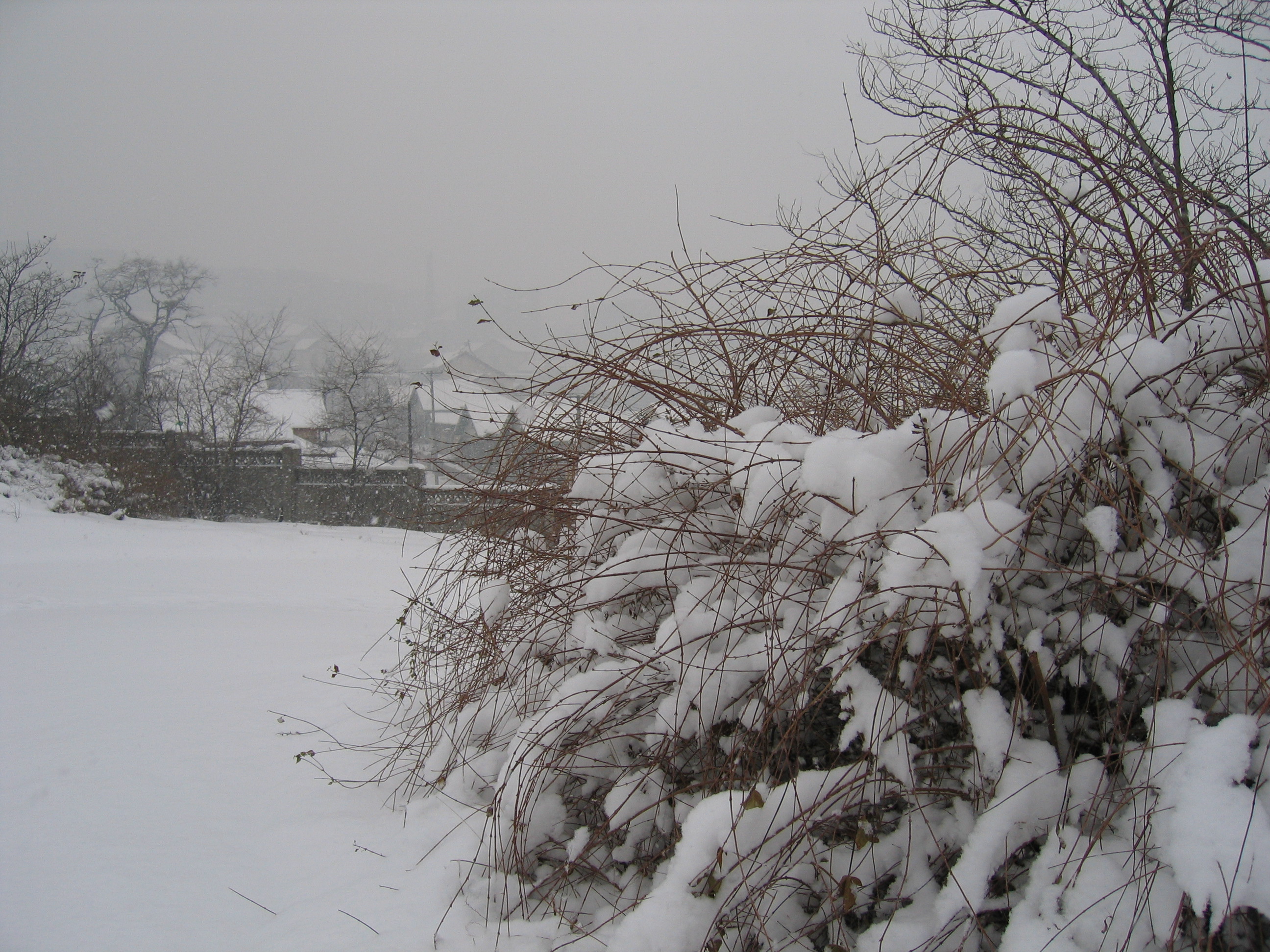 老照片2005大连甘井子樱花街(圈里——大化一宿舍)小编c723船船老长