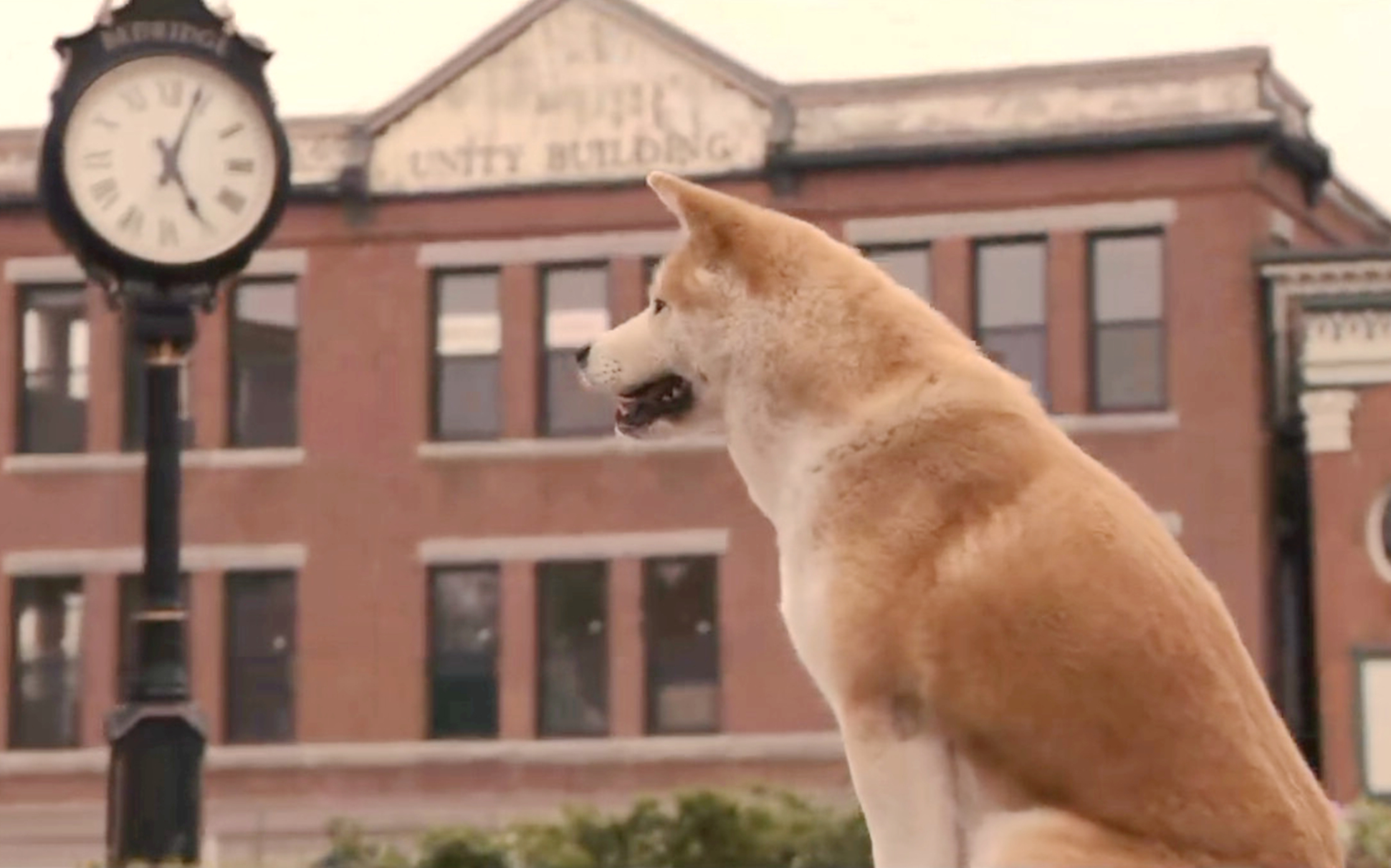 《忠犬八公》让全班孩子泪目,治愈系电影,却让很多人不忍再看