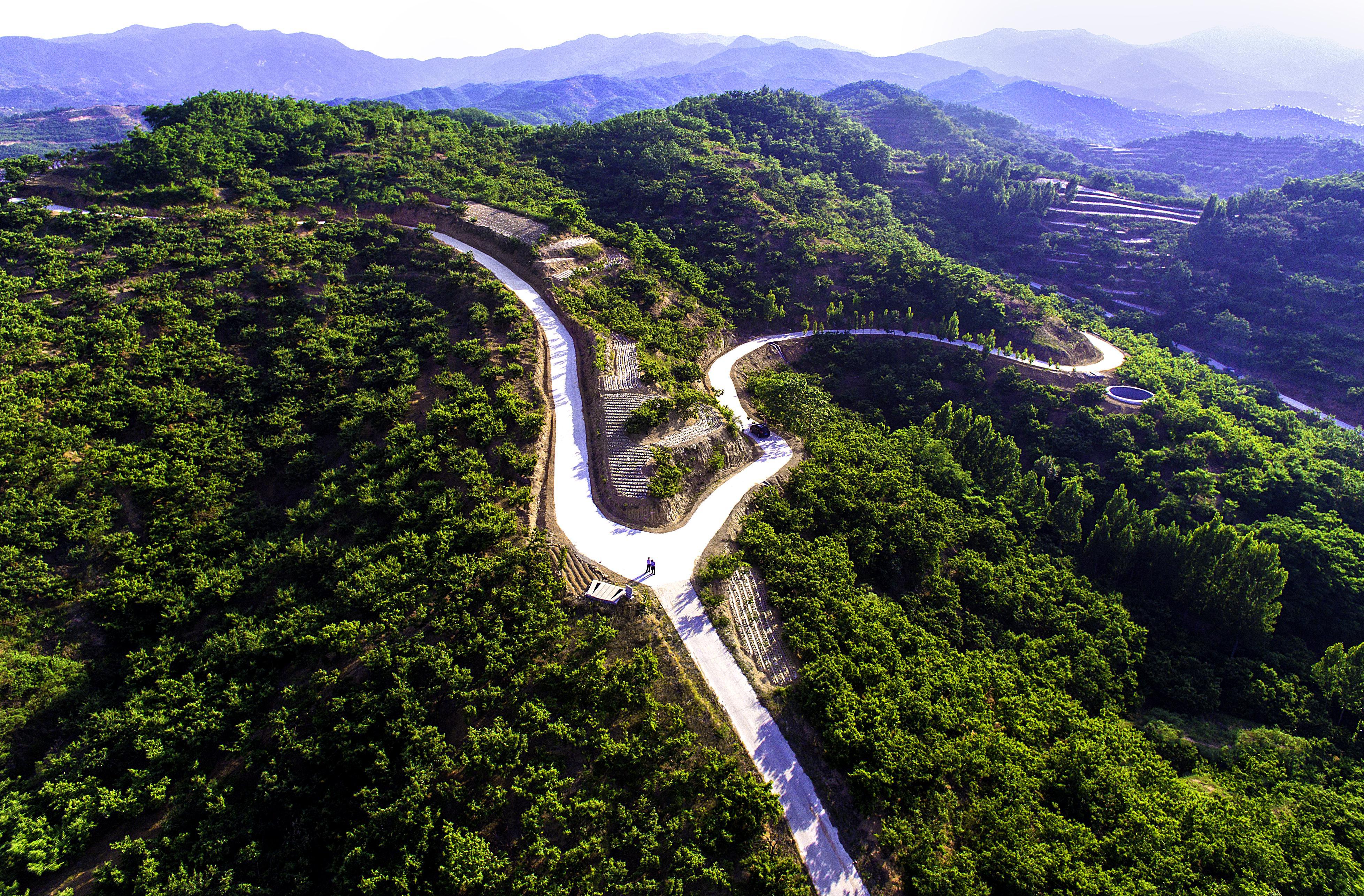 好客山东好品山东·临朐县九山镇青杨峪村万亩板栗喜获丰收
