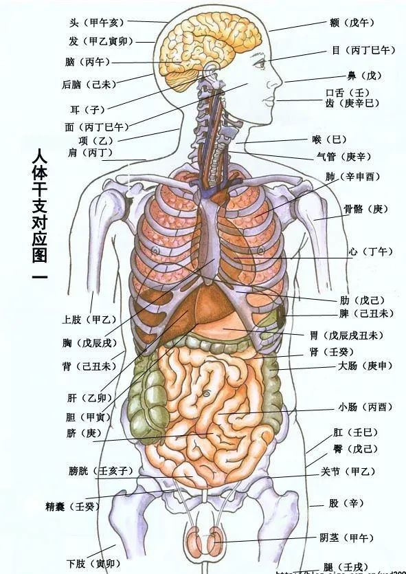 五脏具体位置图片