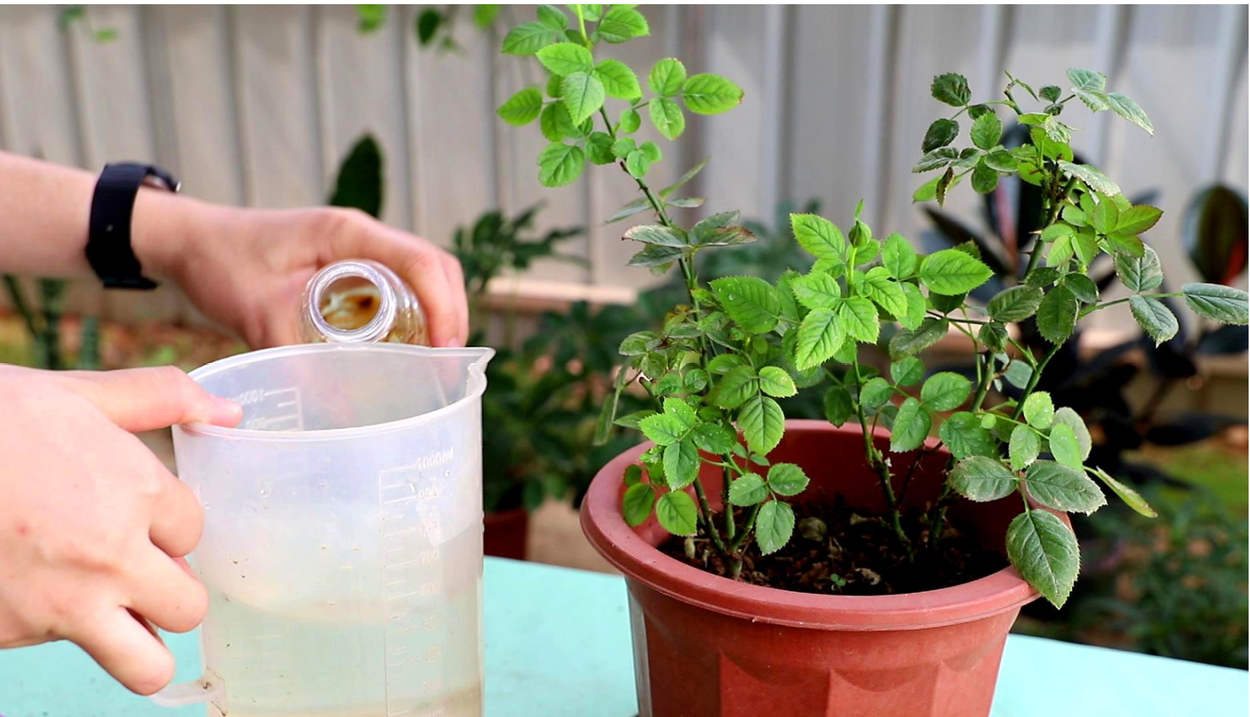 月季花用什么肥料最佳,花店老板的月季施肥技巧