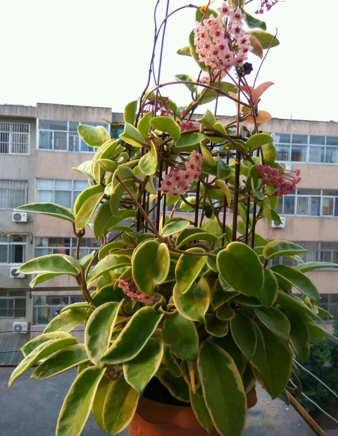 室内盆栽"新宠—三色球兰,观叶又赏花,芬芳馥郁,开花也勤奋