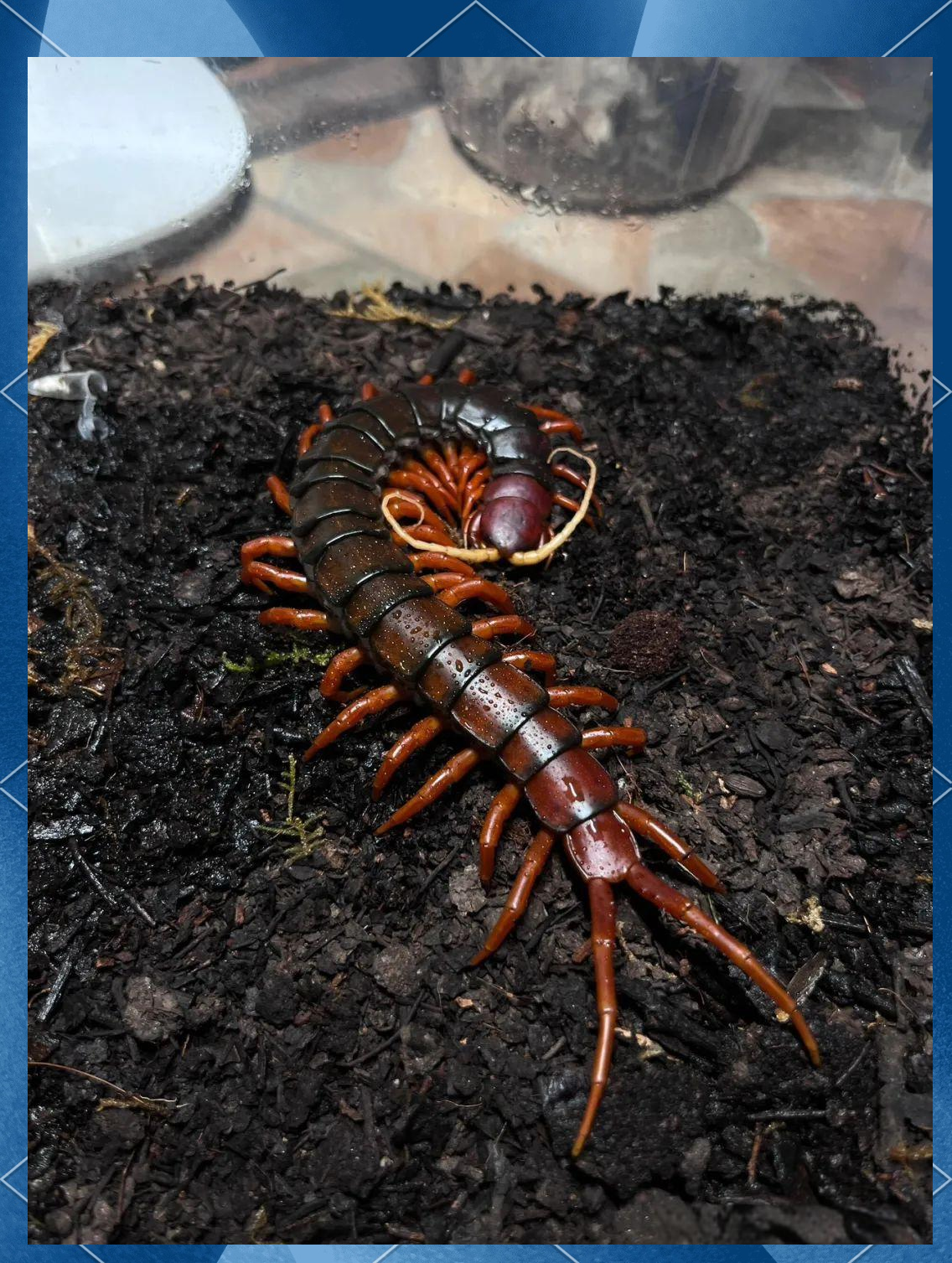 通过将适量蜈蚣研末后调敷在患处,可以有效地解毒散结,消肿止痛