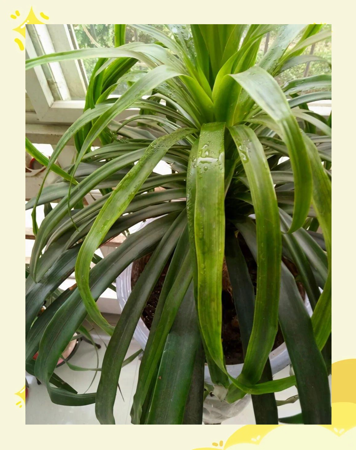 龙血兰,千年木,也门铁养护指南,让它们生机盎然