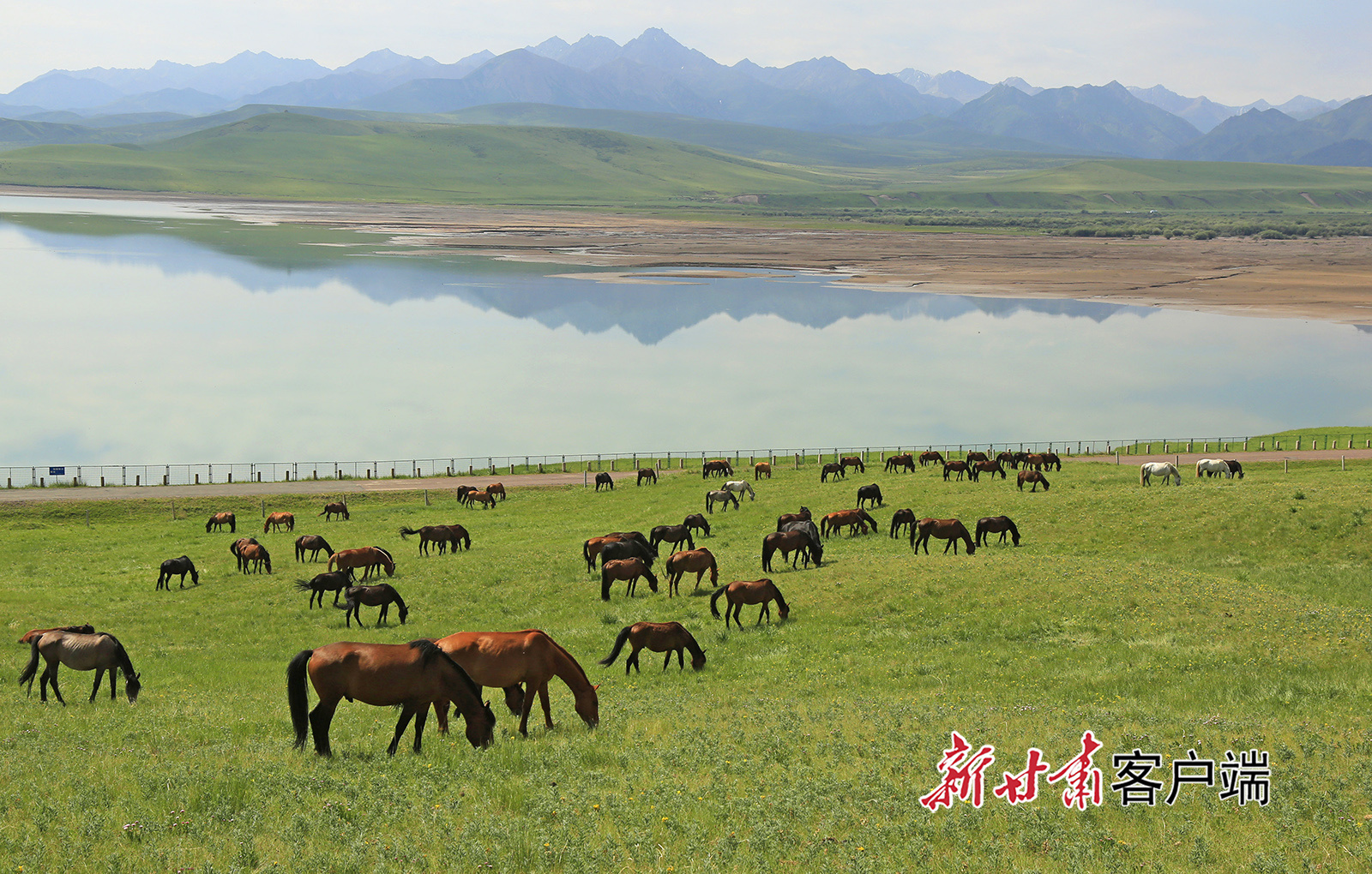 中农发山丹马场图片