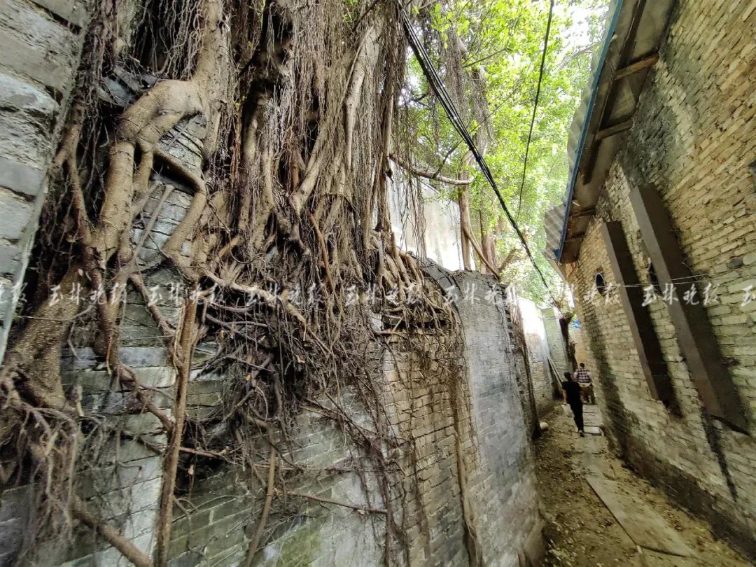 变身网红街巷九曲巷升级改造了你会去打卡么