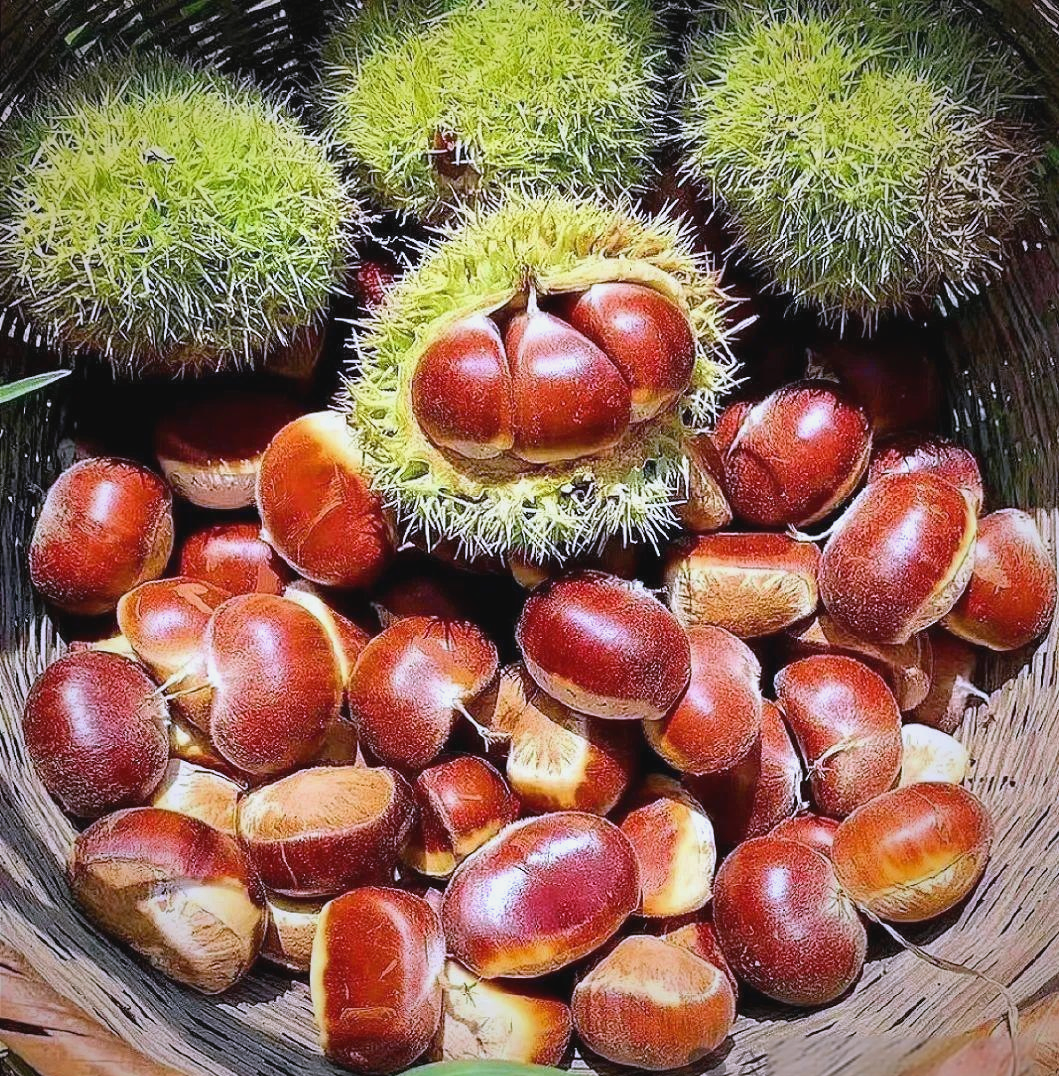 板栗的魅力:口感丰富,营养满满,让你尽情享受秋日美食盛宴