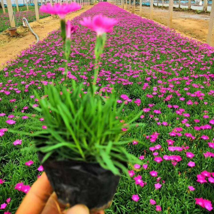 产品描述品名:欧石竹 ***石竹苗高:10-30花色:红规格:12*10cm营养钵