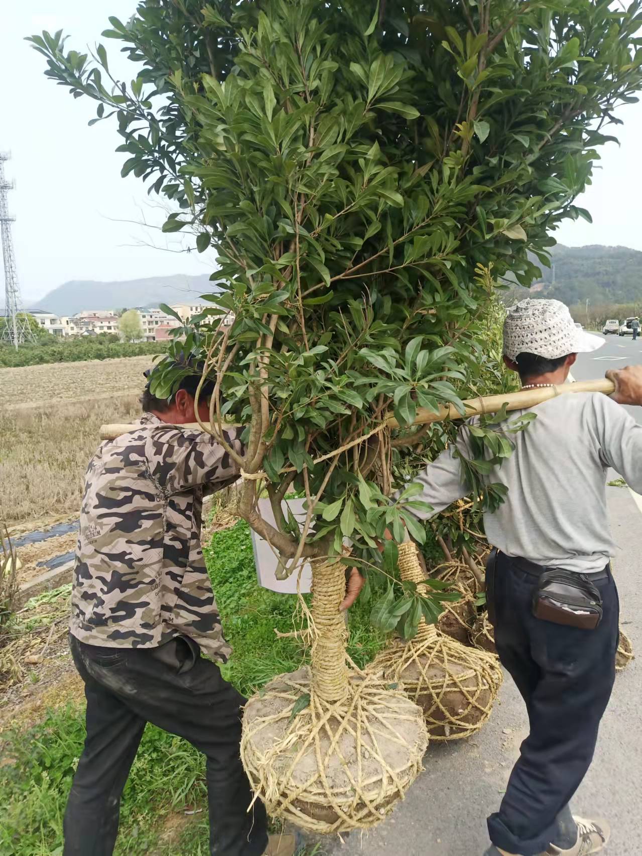 东魁 黑炭 荸荠杨梅苗 品质优良 成活率高