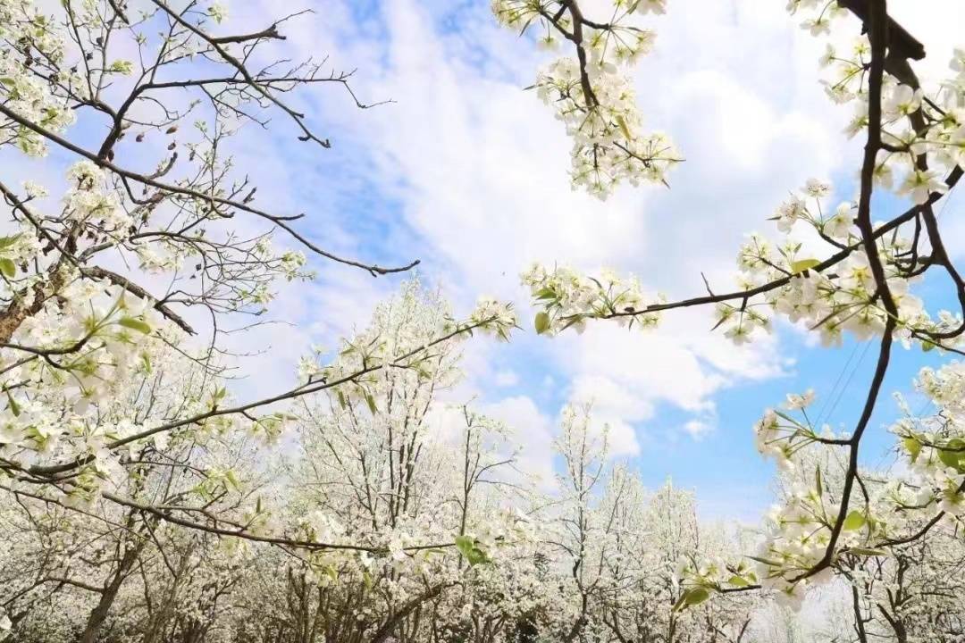 郫都区梨花沟图片