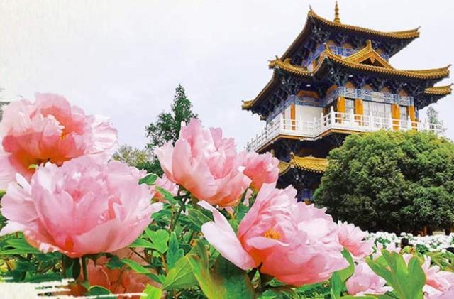 洛阳牡丹有了专属"身份证"千里之外也可"漫步"花海