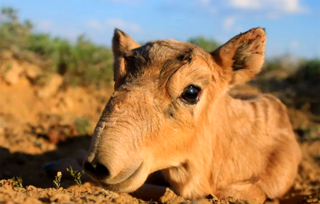 高鼻羚羊:拥有独特高鼻梁的牛科动物,却面临生存威胁