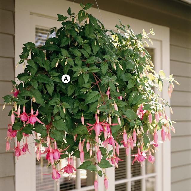 16个春夏风格的花卉吊篮设计,这些植物搭配都是美的享受