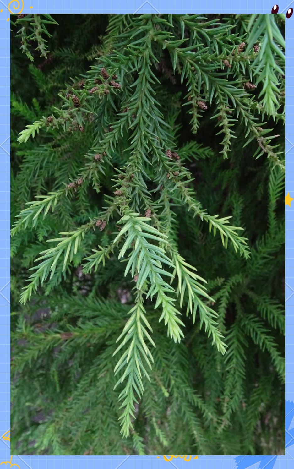 柳杉,这一高达40米,胸径超过2米的乔木