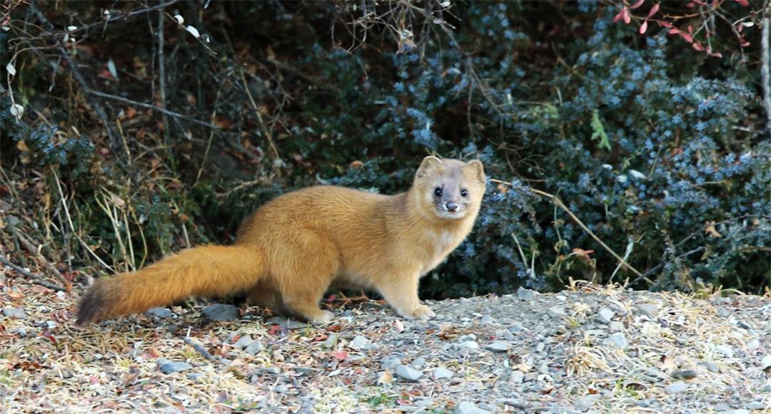 黄鼠狼全身是宝,为什么却很少有人愿意养殖?养殖户:真养不起啊