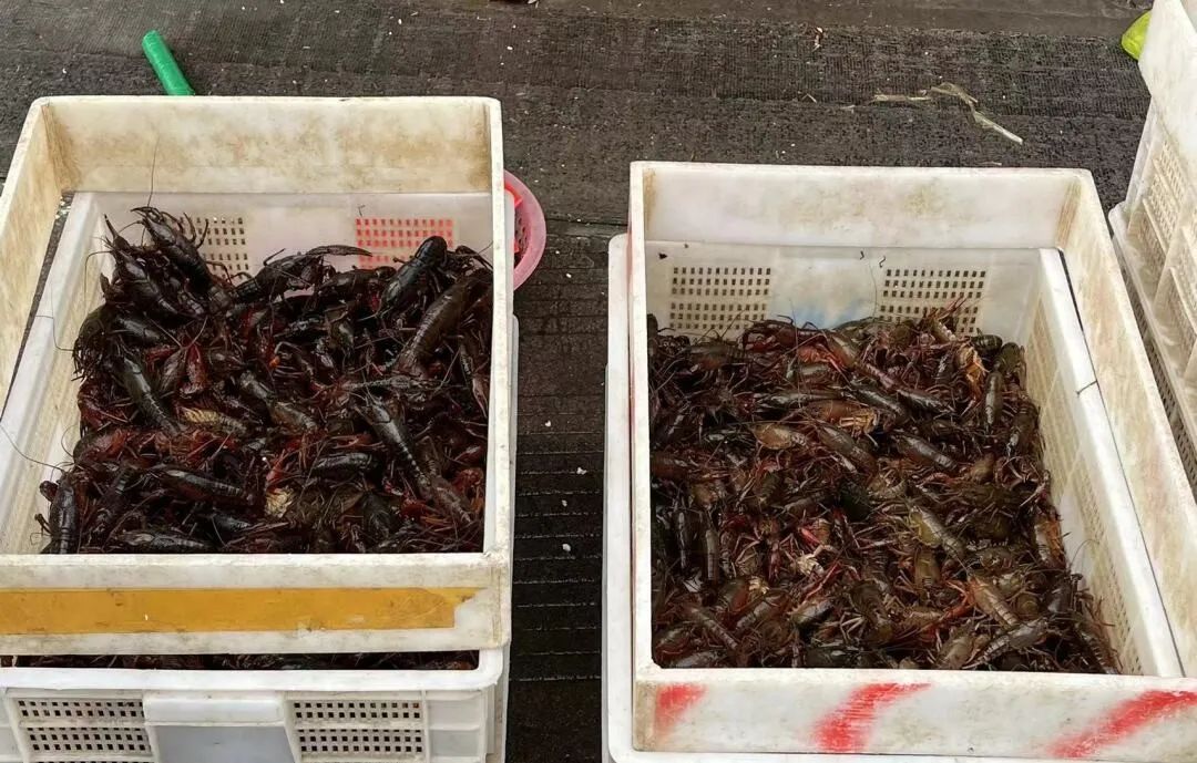 小龙虾冲上热搜!疾控提醒:已有多人中招