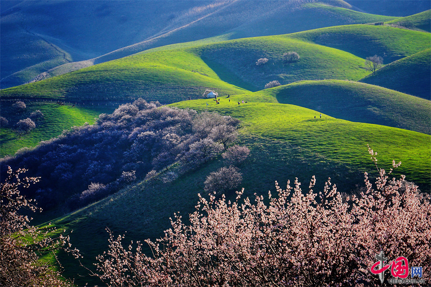 新疆那拉提草原杏花开了!带着你爱的ta出发吧