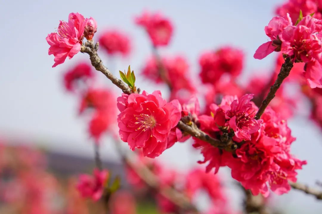 玫红色,针形花瓣的桃花你绝对没见过!就在江海村良渚桃花岛