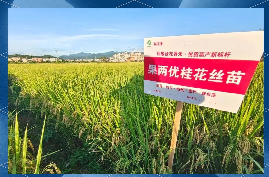 「果两优桂花丝苗」优质稻品种全面介绍