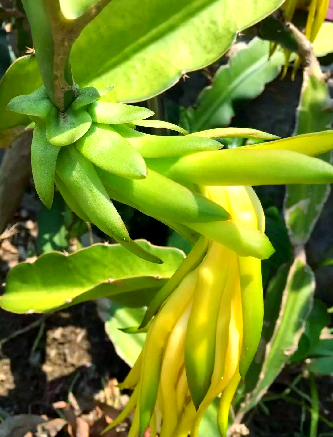 功效与作用:霸王花既可新鲜食用,也可经过干制后用于烹饪