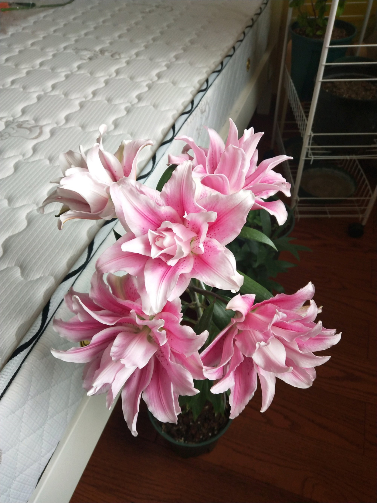 重瓣香水百合花"伊莎贝拉"—花大色美香气浓,封闭阳台也能种