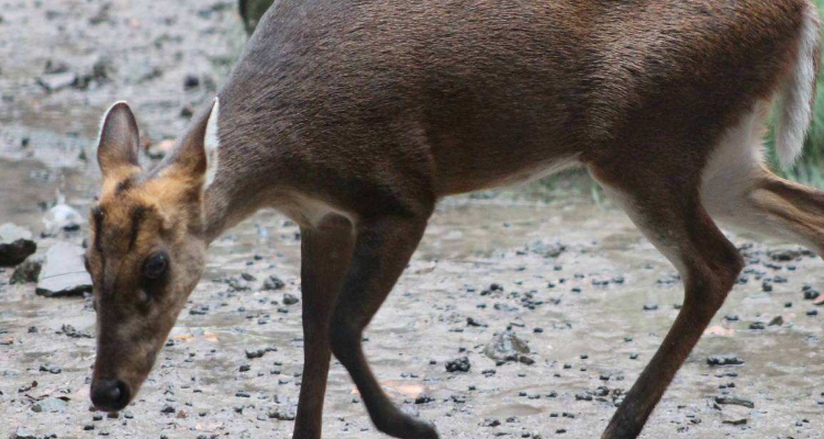 黄麂子是几级保护动物
