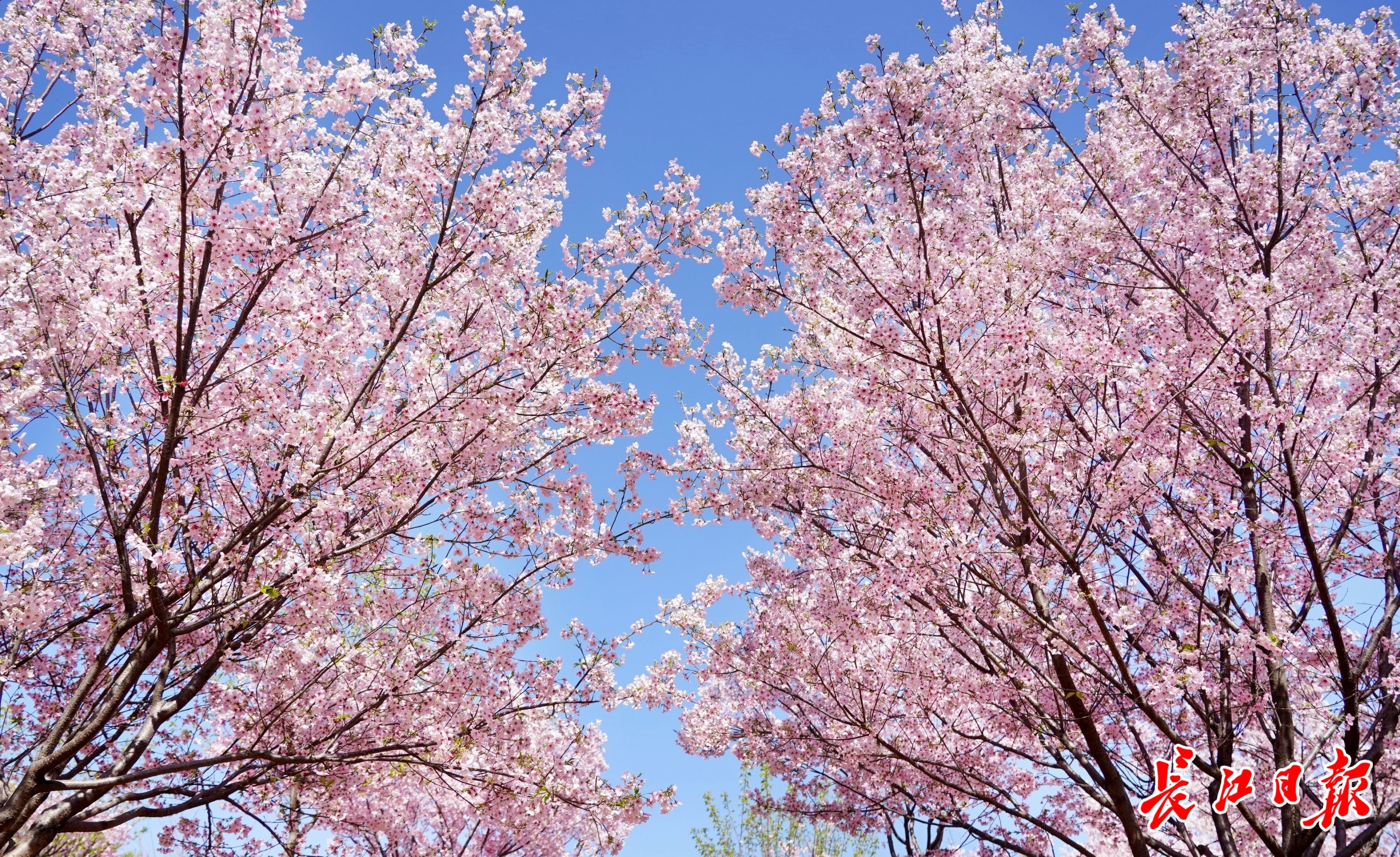 粉色"霸屏"!一波美图带你欣赏阳光樱
