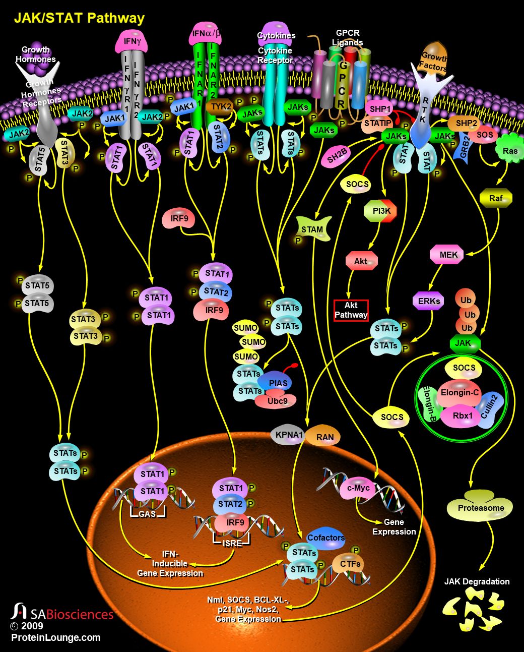 细胞信号通路详解之jak-stat通路