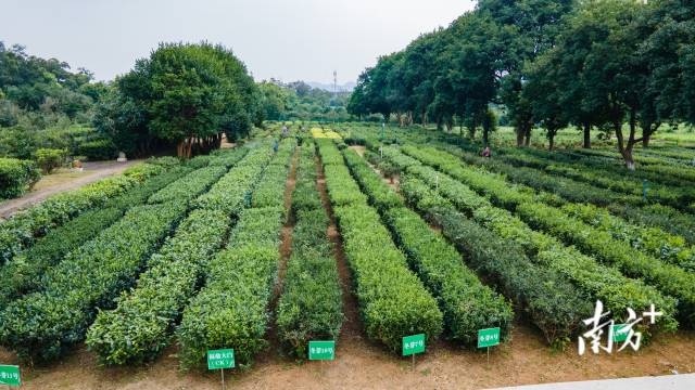 广东省农科所种苗基地图片