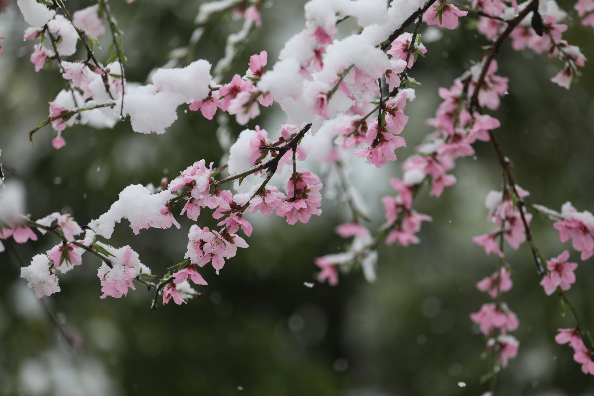 「春日里的中国」湖北郧西迎来三月桃花雪