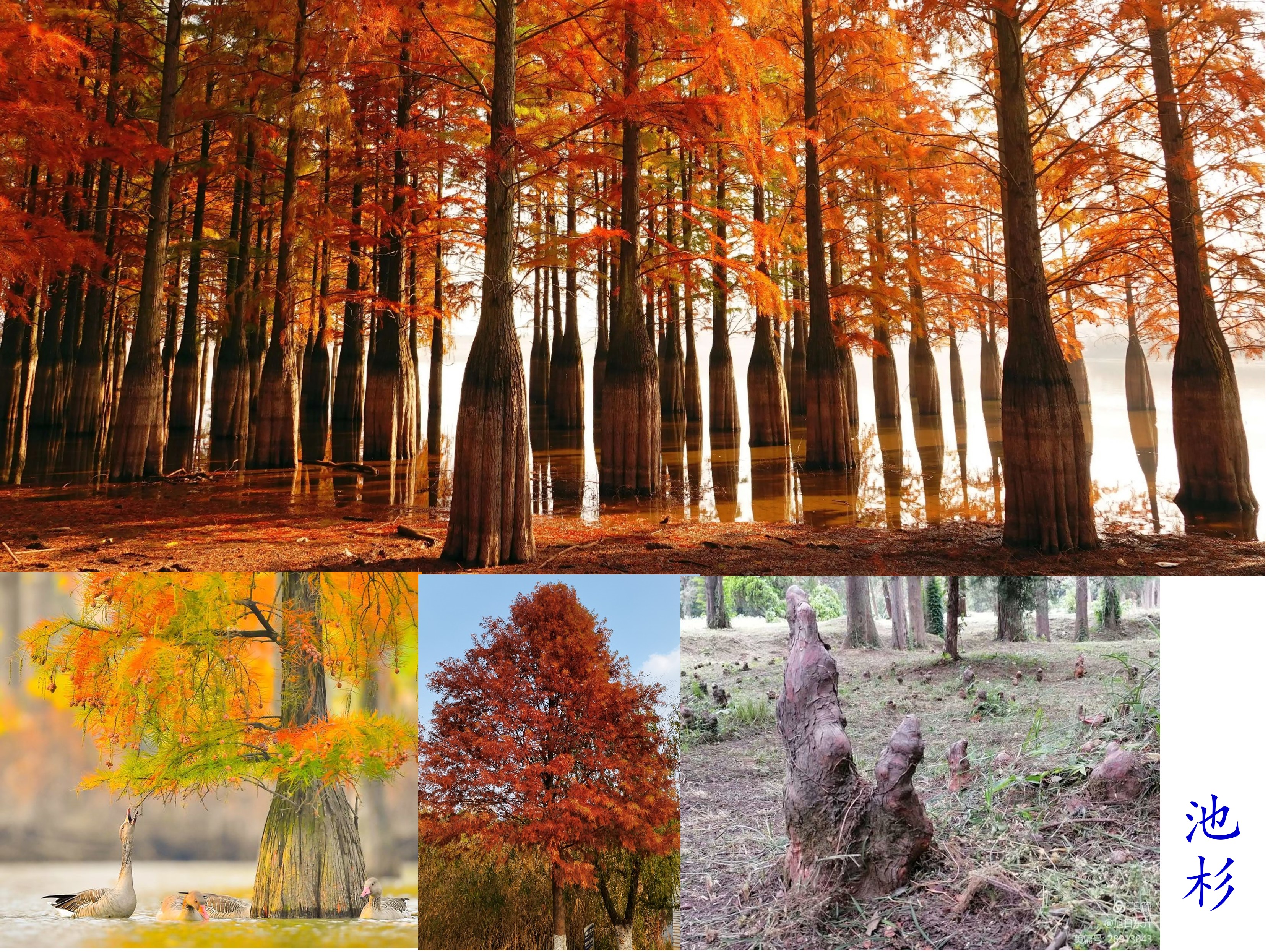 水杉和池杉两兄弟对比