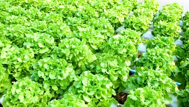 苦参·印楝素:天然植物防虫剂的创新应用与优势