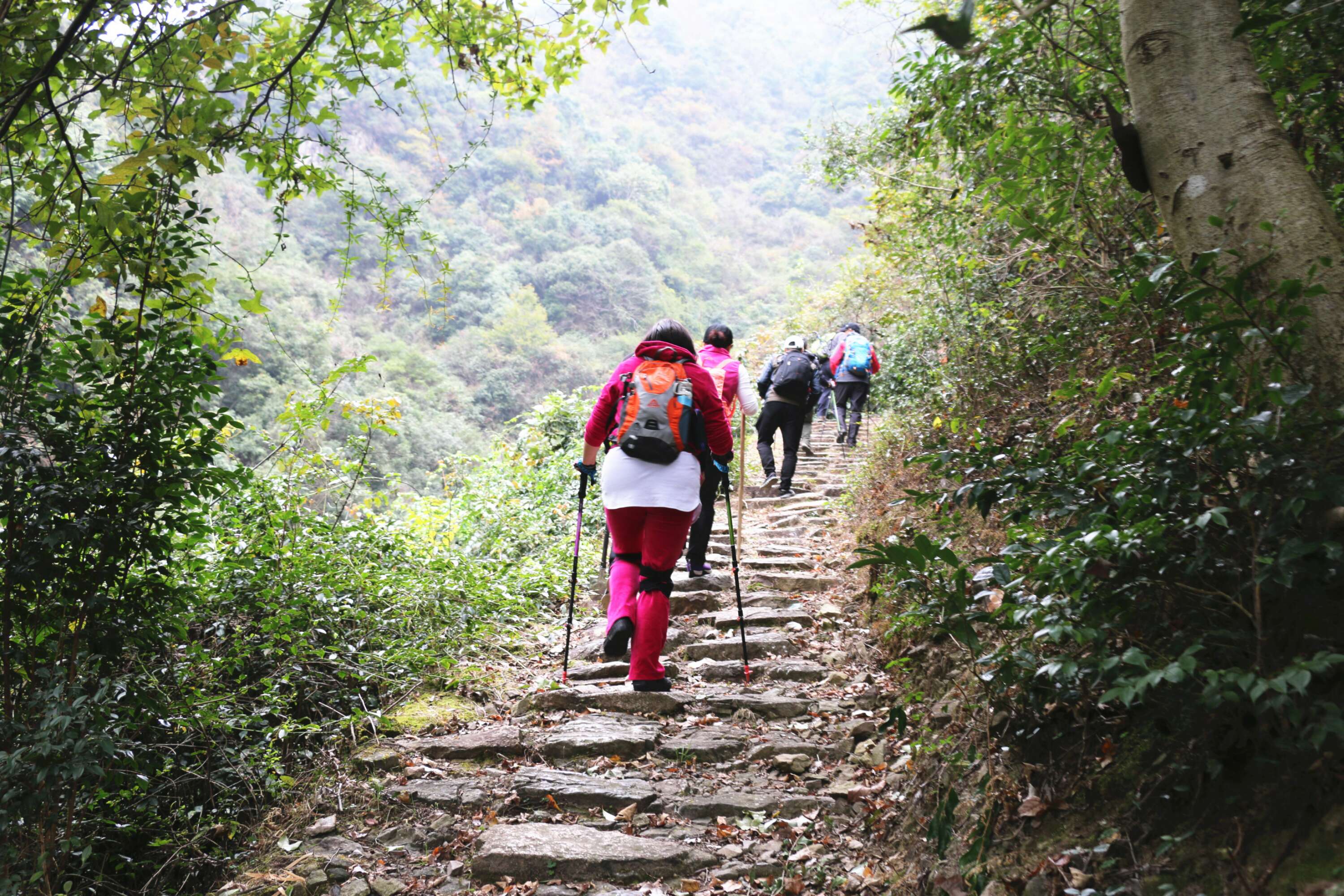 如莲静心(旦旦妈妈:11月10日仙居苍岭古道～缙云普通岭古道21公里