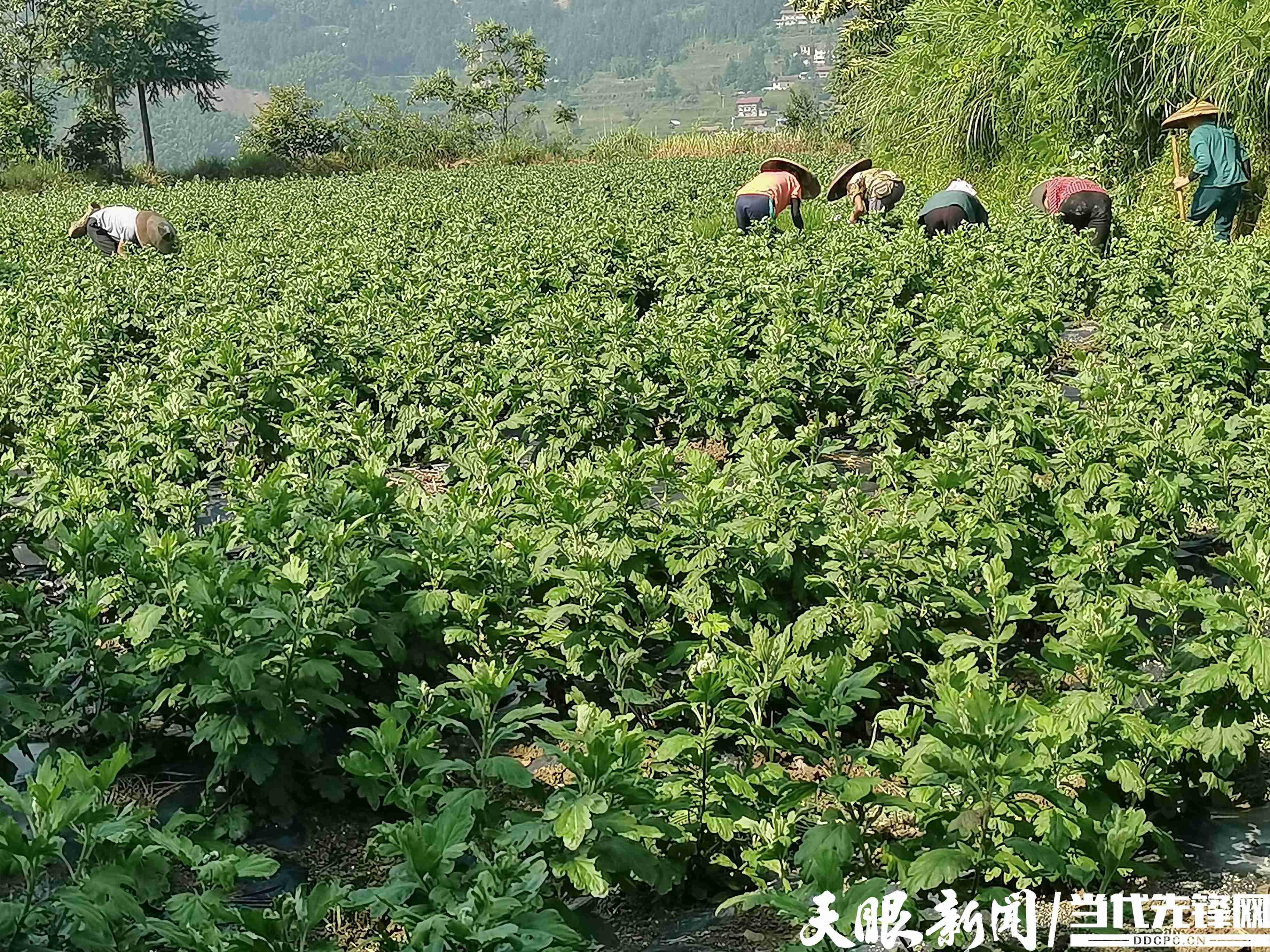 锦屏县东庄村:产业带动就业,助力乡村振兴