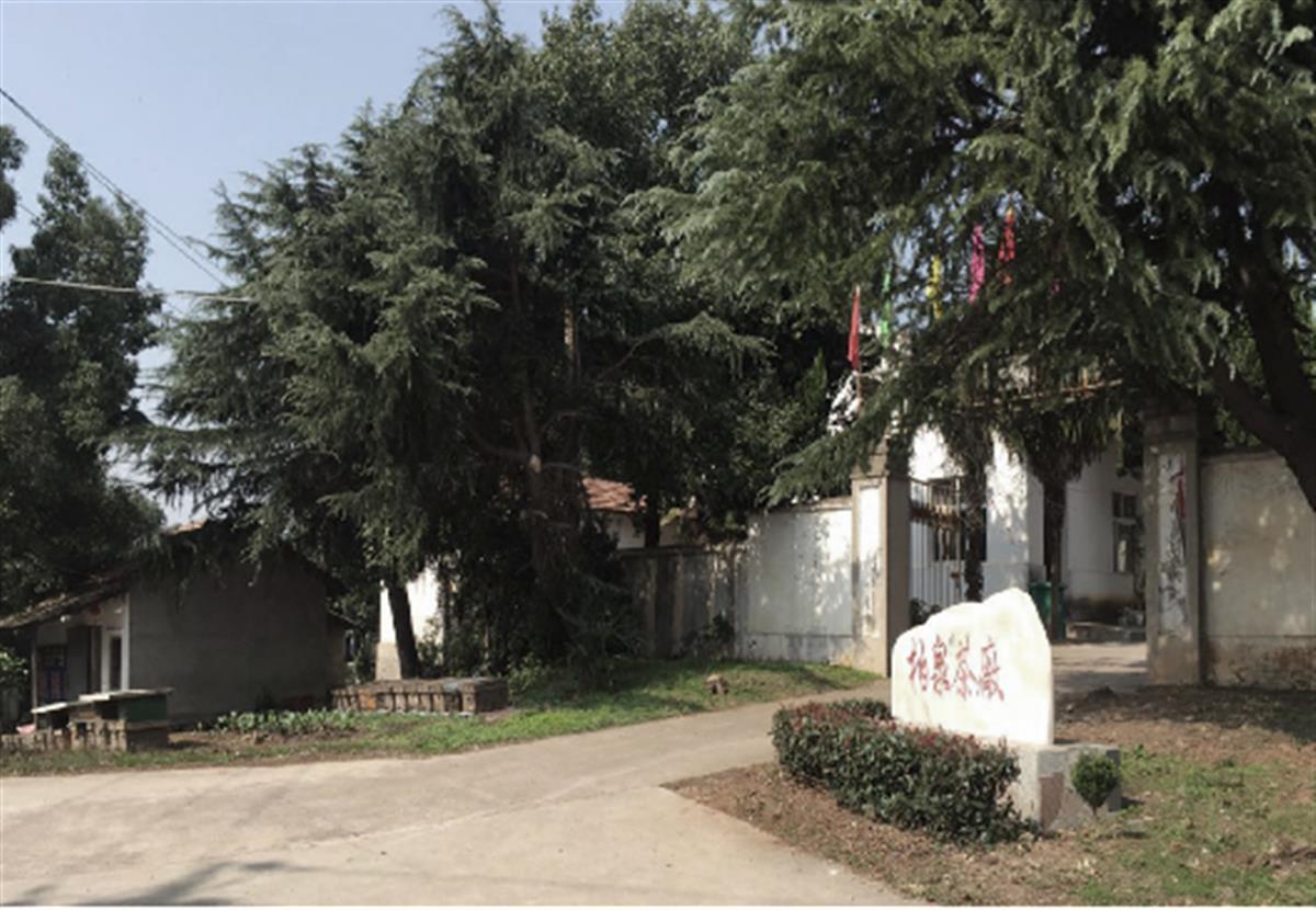 走读武汉首站走进柏泉茶园感受春天第一抹新绿