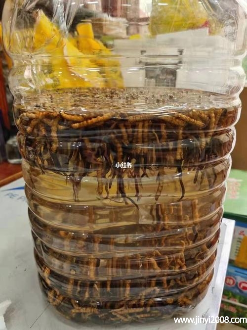 冬虫夏草泡酒要注意什么(冬虫夏草泡酒要泡多久)