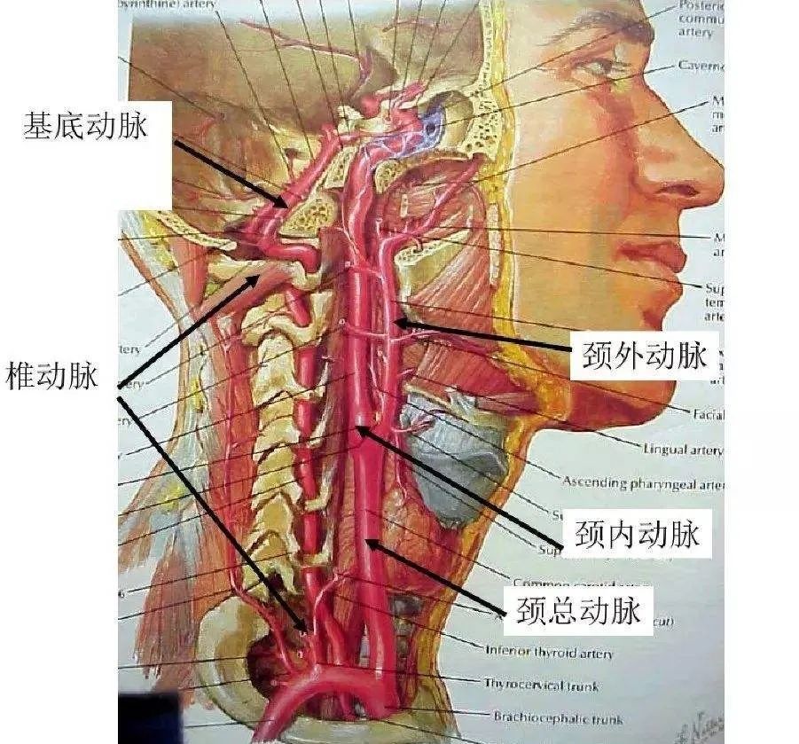 看清楚脑血管