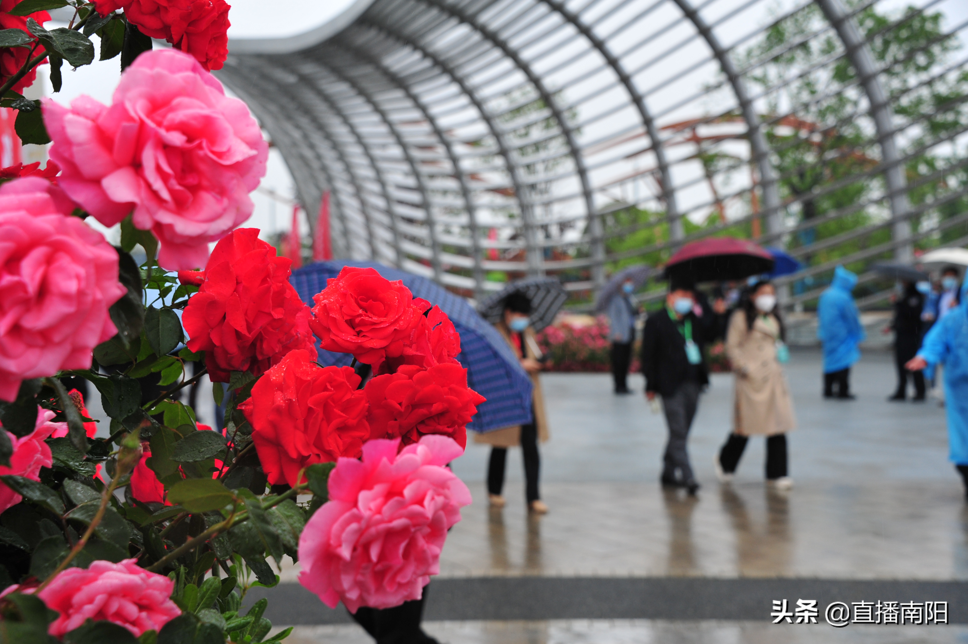 南阳月季花会图片