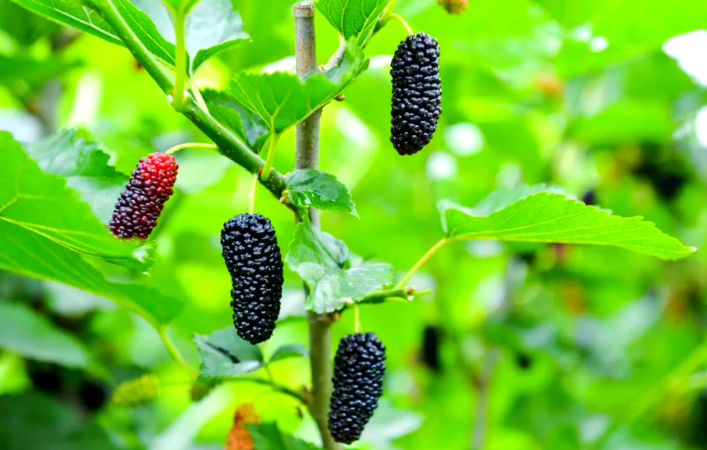 体验蚕宝宝与桑葚的乐趣,感受破茧成蝶的奇妙之旅