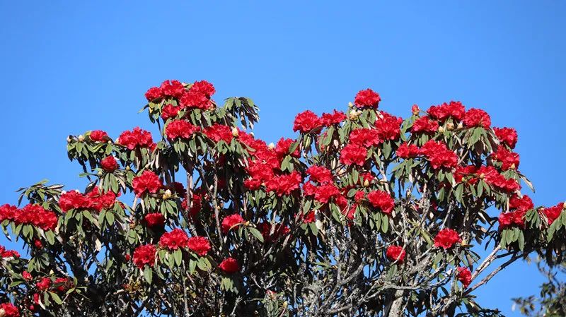 巍山断山花开正浪漫