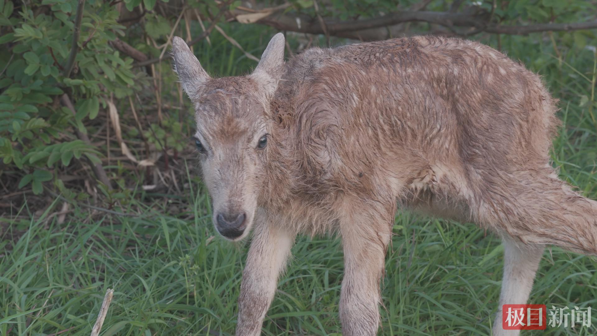 �״��ĵ�����¹���С�����������������ʯ����¹��������˫ϲ���š�