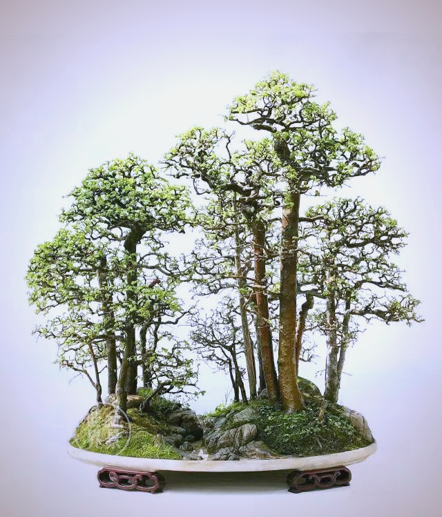 榆树盆景鉴赏:传统与创新的完美结合