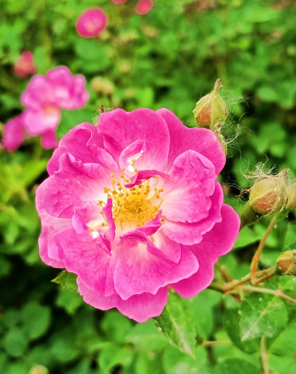 野生玫瑰花原生图片